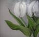 weisse Tulpen weisse Tulpen