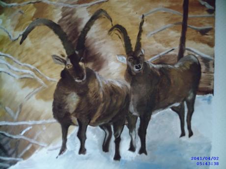 Steinbock im Winter - helen neumann - Array auf Array - Array - Array Steinbock im Winter - helen neumann - Array auf Array - Array - Array