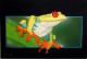 Frog Frog