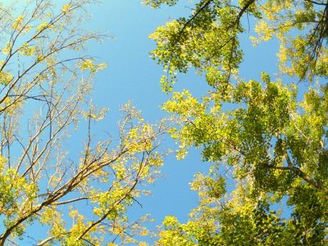 Träumen unterm herbstlichen Blätterdach - Wolfgang Bergter - auf Array - Array - Träumen unterm herbstlichen Blätterdach - Wolfgang Bergter - auf Array - Array -