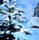 --verschneiter Weihnachtsbaum- --verschneiter Weihnachtsbaum-