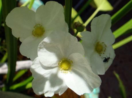 Die Wohnung im Schatten - Der Frieden - micha vRhein - Array auf Array - Array - Array Die Wohnung im Schatten - Der Frieden - micha vRhein - Array auf Array - Array - Array