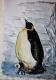 Pinguin-MOM Pinguin-MOM
