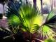 Palme Palme