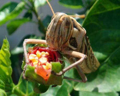 Das Festessen - micha vRhein - Array auf Array - Array - Array Das Festessen - micha vRhein - Array auf Array - Array - Array