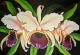 Orquideen - Labudda - Acryl auf Leinwand - Sonstiges - Orquideen - Labudda - Acryl auf Leinwand - Sonstiges -