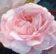 Rose Heritage Rose Heritage