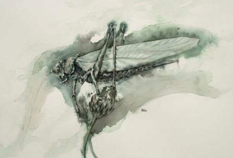 Grashüpfer - Joachim Lilie - Array auf Array - Array - Array Grashüpfer - Joachim Lilie - Array auf Array - Array - Array