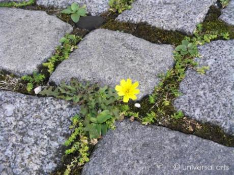 She said 1 - Co.Flower - Mario Strack - Galerie Studio universal arts - auf - Array - She said 1 - Co.Flower - Mario Strack - Galerie Studio universal arts - auf - Array -