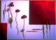 Roter Mohn - Haschberger - Acryl auf Leinwand - Sonstiges-Mohn - Roter Mohn - Haschberger - Acryl auf Leinwand - Sonstiges-Mohn -