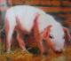 Little Piggy - Nalin - Ãl auf Leinwand-Papier - Sonstiges - Little Piggy - Nalin - Ãl auf Leinwand-Papier - Sonstiges -