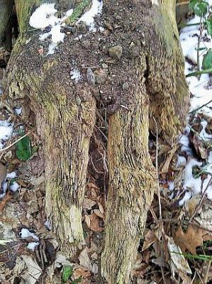 verkrüpelt - ct - auf - Array - verkrüpelt - ct - auf - Array -