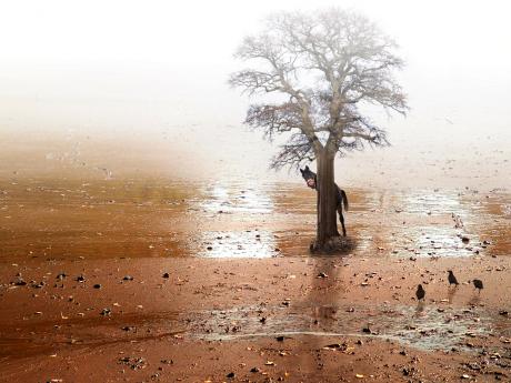 Blind Kuh - Frank Melech - Array auf - Array - Blind Kuh - Frank Melech - Array auf - Array -