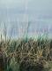 Gras Gras