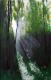 Morgens im Wald Morgens im Wald