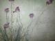 violet flowers violet flowers