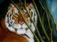 Tiger Tiger