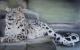 Schneeleopard Schneeleopard