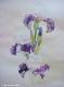 Duftende Iris (2000) von Lilly Ilumina Duftende Iris (2000) von Lilly Ilumina