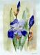 Iris 05/02; Eva Görlich - Eva Goerlich - Aquarell auf Papier - Sonstiges - Iris 05/02; Eva Görlich - Eva Goerlich - Aquarell auf Papier - Sonstiges -