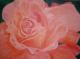 Rose (2002) Andrea Günter Rose (2002) Andrea Günter