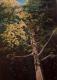 Die Buche -Wolfgang Rose- Die Buche -Wolfgang Rose-