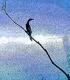 Kormoran Kormoran