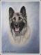 Altdeutscher Schäferhund RIKO Altdeutscher Schäferhund RIKO