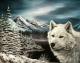 Weisser Wolf bei Nacht - Karin Schnabl Weisser Wolf bei Nacht - Karin Schnabl