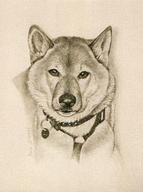 Shiba Inu Jocky - Karin Schnabl - Karin Schnabl - Array auf Array - Array - Shiba Inu Jocky - Karin Schnabl - Karin Schnabl - Array auf Array - Array -