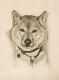 Shiba Inu Jocky - Karin Schnabl Shiba Inu Jocky - Karin Schnabl