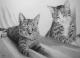Murmeli & Wieseli - Katzenportraits (2003) -Stefan Murmeli & Wieseli - Katzenportraits (2003) -Stefan