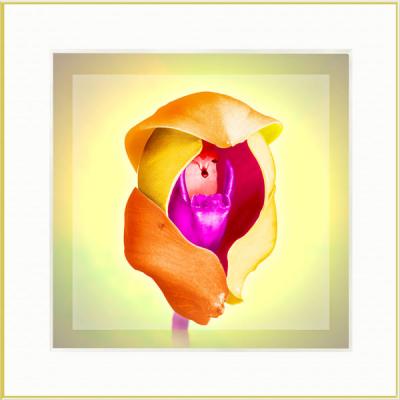 Orchidee Zwei (2002) Armin Mumper - Armin Noris - Array auf - Array - Orchidee Zwei (2002) Armin Mumper - Armin Noris - Array auf - Array -