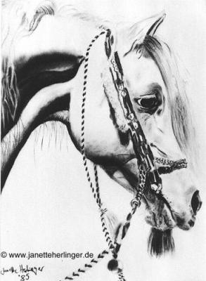Araberhengst Ghazal (1985) Janette Herlinger - Janette Herlinger - Array auf - Array - Araberhengst Ghazal (1985) Janette Herlinger - Janette Herlinger - Array auf - Array -