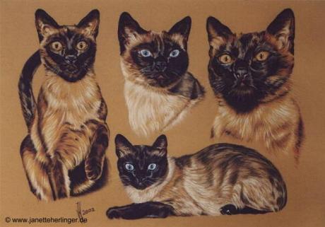 Vier Tonkanesische und Siamesische Katzen (2002) J - Janette Herlinger - Array auf - Array - Vier Tonkanesische und Siamesische Katzen (2002) J - Janette Herlinger - Array auf - Array -