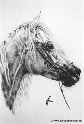 Araberhengst Salah (2001) Janette Herlinger - Janette Herlinger - Array auf - Array - Araberhengst Salah (2001) Janette Herlinger - Janette Herlinger - Array auf - Array -