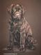Labrador-Hündin Josy (2007) Labrador-Hündin Josy (2007)
