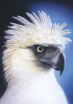 Affenadler - Carl W. Röhrig - Carl W. Röhrig - auf - Array - Affenadler - Carl W. Röhrig - Carl W. Röhrig - auf - Array -