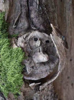 41. SEI GEGRÜßT - Burre Carmen - auf - Array - 41. SEI GEGRÜßT - Burre Carmen - auf - Array -