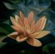 Gelbe Seerose (2004) Gelbe Seerose (2004)