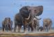 Elefant (2006) Elefant (2006)