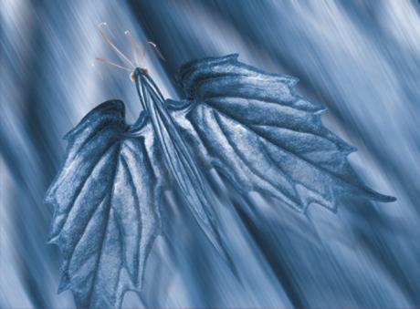 01-300 Adolus (2005) - Ulrich Hohloch - auf - Array - 01-300 Adolus (2005) - Ulrich Hohloch - auf - Array -