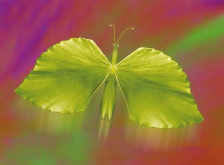 01-301 Bongus (2005) - Ulrich Hohloch - auf - Array - 01-301 Bongus (2005) - Ulrich Hohloch - auf - Array -