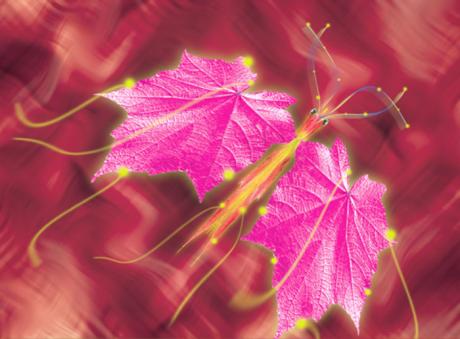 01-310 Kalmus (2005) - Ulrich Hohloch - auf - Array - 01-310 Kalmus (2005) - Ulrich Hohloch - auf - Array -