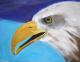 Seeadler (2007) Copyright J.Rullmann - Jens Rullmann - Acryl auf Leinwand - Sonstiges - Naturalismus Seeadler (2007) Copyright J.Rullmann - Jens Rullmann - Acryl auf Leinwand - Sonstiges - Naturalismus