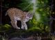 Luchs im Morgenlicht Luchs im Morgenlicht