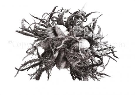 hazel - Solveig Gaida - auf Array - Array - Array hazel - Solveig Gaida - auf Array - Array - Array