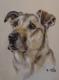 Hundeportrait Hundeportrait