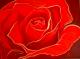 Red Rose Red Rose
