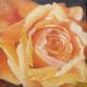 Gelbe Rose -- Gelbe Rose --
